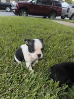 Rosie , a female Boston Terrier for sale in Fort Worth, TX – 5 of 6