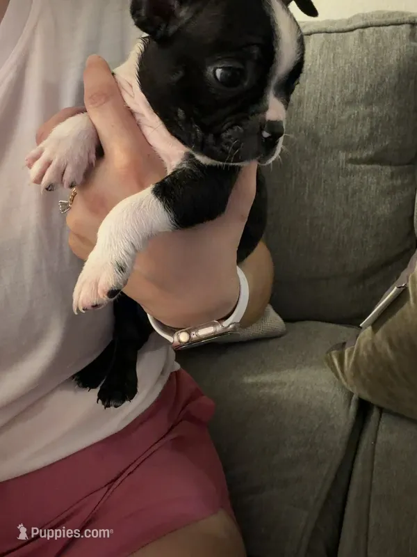 Flint  – Boston Terrier puppy for sale in Fort Worth, TX