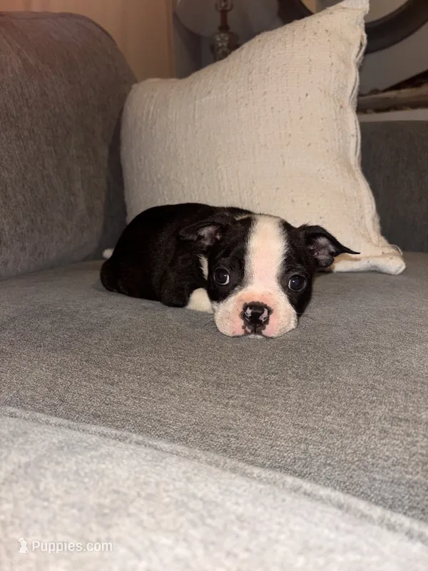 Clover  – Boston Terrier puppy for sale in Fort Worth, TX