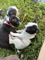 Rosie , a female Boston Terrier for sale in Fort Worth, TX – 6 of 6