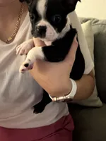 Flint , a male Boston Terrier for sale in Fort Worth, TX – 3 of 3