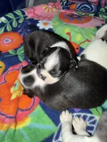 Clover , a male Boston Terrier for sale in Fort Worth, TX – 2 of 3