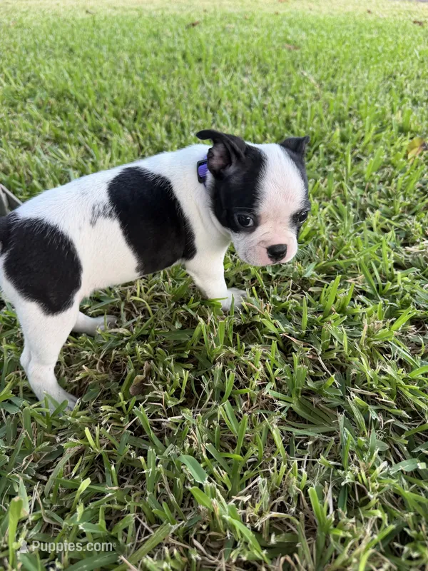 Rosie  – Boston Terrier puppy for sale in Fort Worth, TX