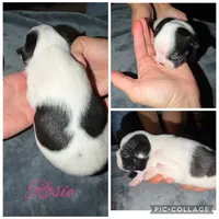Rosie , a female Boston Terrier for sale in Fort Worth, TX – 4 of 6