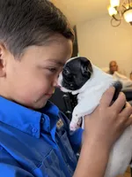 Rosie , a female Boston Terrier for sale in Fort Worth, TX – 3 of 6