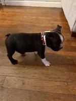 Flint , a male Boston Terrier for sale in Fort Worth, TX – 2 of 3