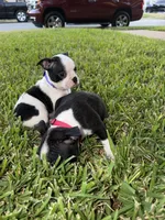 Rosie , a female Boston Terrier for sale in Fort Worth, TX – 2 of 6