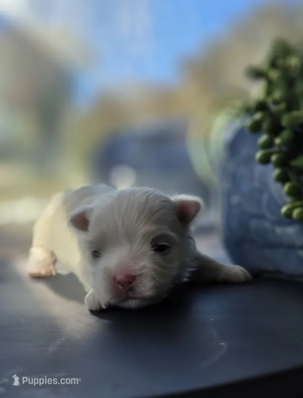 Ghost  – Maltese puppy for sale in Lyman, SC