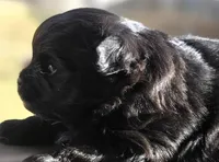 Coal, a male Maltipom for sale in Lyman, SC – Photo 3 of 4
