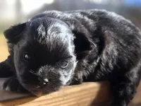 Coal, a male Maltipom for sale in Lyman, SC – Photo 2 of 4