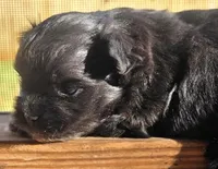 Coal, a male Maltipom for sale in Lyman, SC – Photo 4 of 4