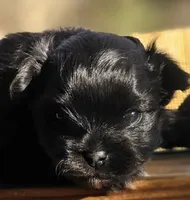 Coal, a male Maltipom for sale in Lyman, SC – Photo 1 of 4