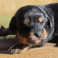 Gilligan , a male Cavalier King Charles Spaniel for sale in Lyman, SC – Photo 3 of 3