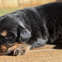 Gilligan , a male Cavalier King Charles Spaniel for sale in Lyman, SC – Photo 2 of 3