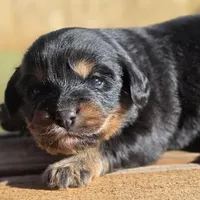 Gilligan , a male Cavalier King Charles Spaniel for sale in Lyman, SC – Photo 1 of 3