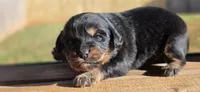 Gilligan , a male Cavalier King Charles Spaniel for sale in Lyman, SC – Photo 1 of 3