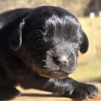 Skipper, a male Cavalier King Charles Spaniel and Maltese for sale in Lyman, SC – Photo 5 of 7