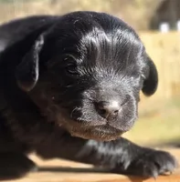 Skipper, a male Cavalier King Charles Spaniel and Maltese for sale in Lyman, SC – Photo 3 of 4