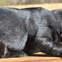 Skipper, a male Cavalier King Charles Spaniel and Maltese for sale in Lyman, SC – Photo 7 of 7