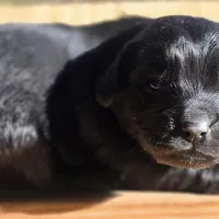 Skipper, a male Cavalier King Charles Spaniel and Maltese for sale in Lyman, SC – Photo 6 of 7