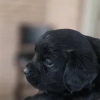 Skipper, a male Cavalier King Charles Spaniel and Maltese for sale in Lyman, SC – Photo 3 of 7