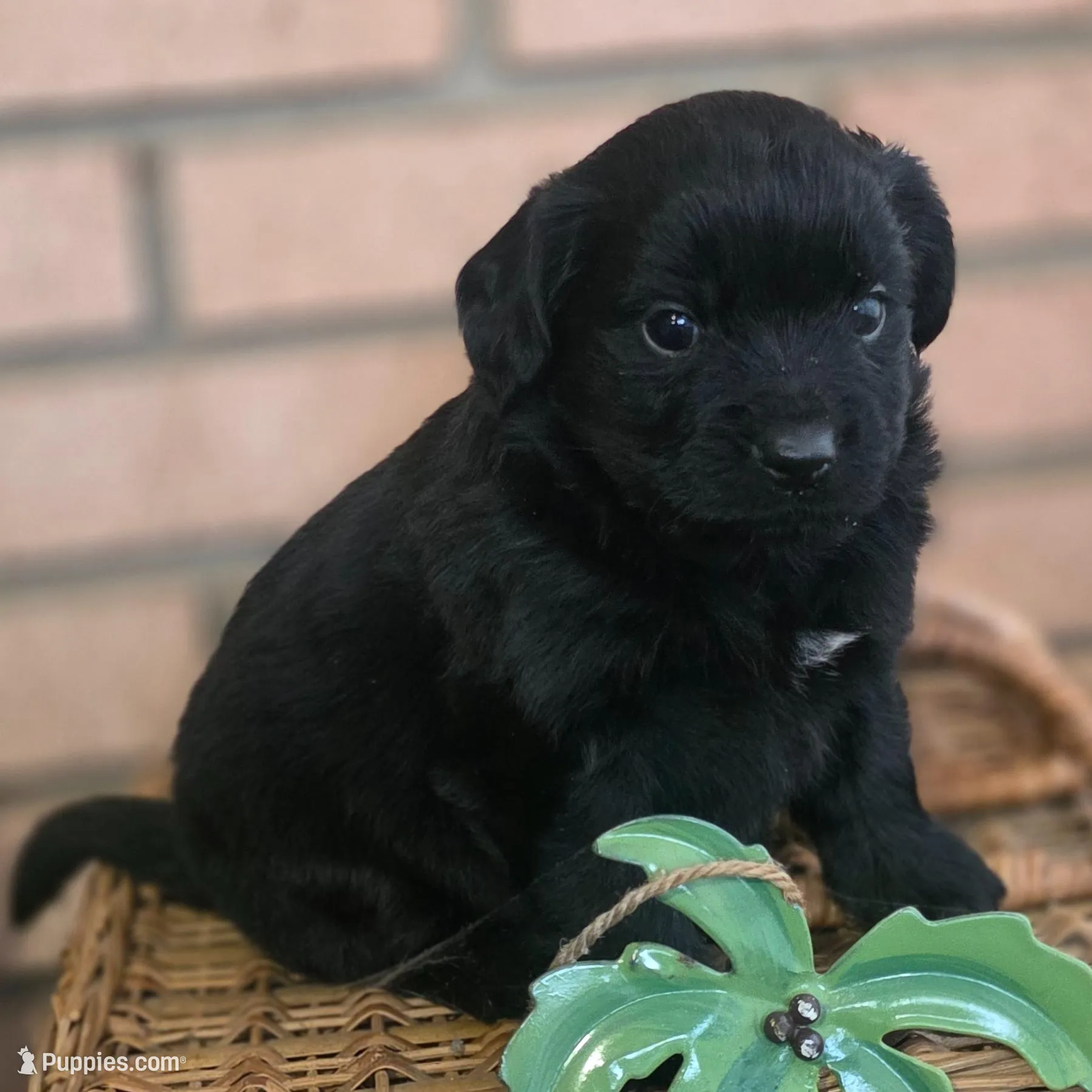 Skipper – Cavalier King Charles Spaniel, Maltese puppy for sale in Lyman, SC