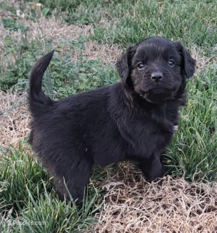 Skipper, a male Cavalier King Charles Spaniel and Maltese for sale in Lyman, SC – Photo 1 of 7