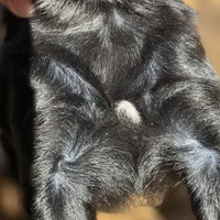 Skipper, a male Cavalier King Charles Spaniel and Maltese for sale in Lyman, SC – Photo 4 of 7