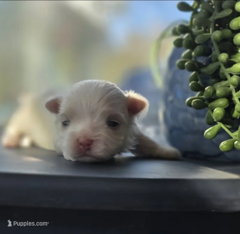 Casper – Maltese puppy for sale in Lyman, SC