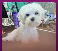 Panda, a female Maltese and Pomeranian for sale in Lyman, SC – Photo 4 of 6