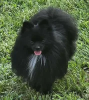 Panda, a female Maltese and Pomeranian for sale in Lyman, SC – Photo 2 of 6