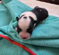 Panda, a female Maltese and Pomeranian for sale in Lyman, SC – Photo 5 of 6