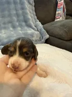 Bluey AKC long hair blue piebald , a male Miniature Dachshund for sale in Cottonwood, CA – 4 of 9