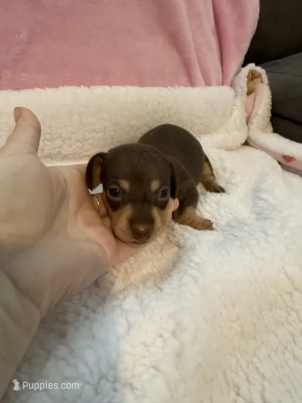 Mia  chocolate CKC shorthair  – Miniature Dachshund puppy for sale in Cottonwood, CA