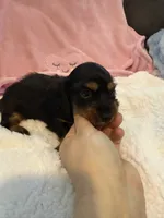 Olive AKC long hair , a female Miniature Dachshund for sale in Cottonwood, CA – 7 of 9