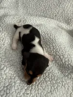 Hocus AKC , a female Miniature Dachshund for sale in Cottonwood, CA – 3 of 10