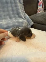 Bluey AKC long hair blue piebald , a male Miniature Dachshund for sale in Cottonwood, CA – 7 of 9