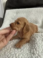 AKC pumpkin spice , a male Miniature Dachshund for sale in Cottonwood, CA – 9 of 9