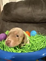 AKC Jellybean , a female Miniature Dachshund for sale in Cottonwood, CA – Photo 2 of 10