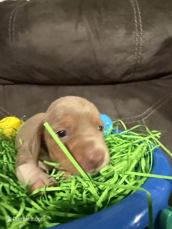 AKC Jellybean  – Miniature Dachshund puppy for sale in Cottonwood, CA