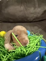AKC Jellybean , a female Miniature Dachshund for sale in Cottonwood, CA – Photo 1 of 10