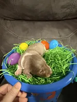 AKC Jellybean , a female Miniature Dachshund for sale in Cottonwood, CA – Photo 6 of 10