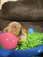 AKC Jellybean , a female Miniature Dachshund for sale in Cottonwood, CA – Photo 3 of 10
