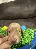 AKC Jellybean , a female Miniature Dachshund for sale in Cottonwood, CA – Photo 5 of 10