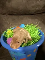 AKC Jellybean , a female Miniature Dachshund for sale in Cottonwood, CA – Photo 9 of 10