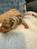 Duke chocolate dapple shorthair CKC , a male Miniature Dachshund for sale in Cottonwood, CA – 8 of 10