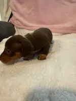 Carmella short hair AKC chocolate piebald , a female Miniature Dachshund for sale in Cottonwood, CA – 2 of 10