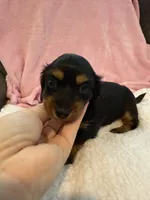Olive AKC long hair , a female Miniature Dachshund for sale in Cottonwood, CA – 8 of 9