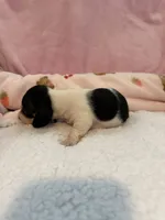Daisy AKC black and tan piebald short hair , a female Miniature Dachshund for sale in Cottonwood, CA – 8 of 10