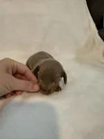 Peanut AKC Isabella male , a male Miniature Dachshund for sale in Cottonwood, CA – 3 of 7